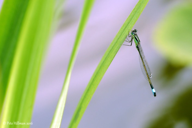 Blue-tailed Damselfly (Ischnura elegans) female form infuscans