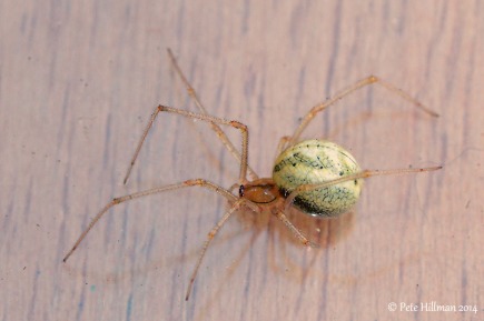 Candy Stripe Spider (Enoplognatha ovata)