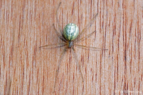 Candy Stripe Spider (Enoplognatha ovata)