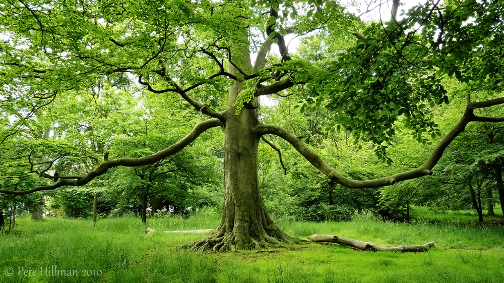 Beech Trees of Warley Woods | Pete Hillman's Nature ...