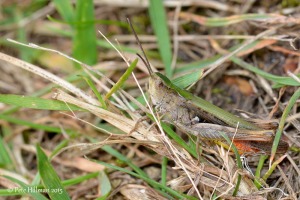 Common Field Grasshopper (Chorthippus brunneus)