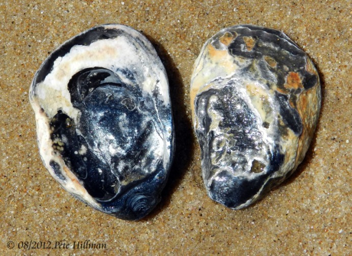 Common Oyster (Ostrea edulis)