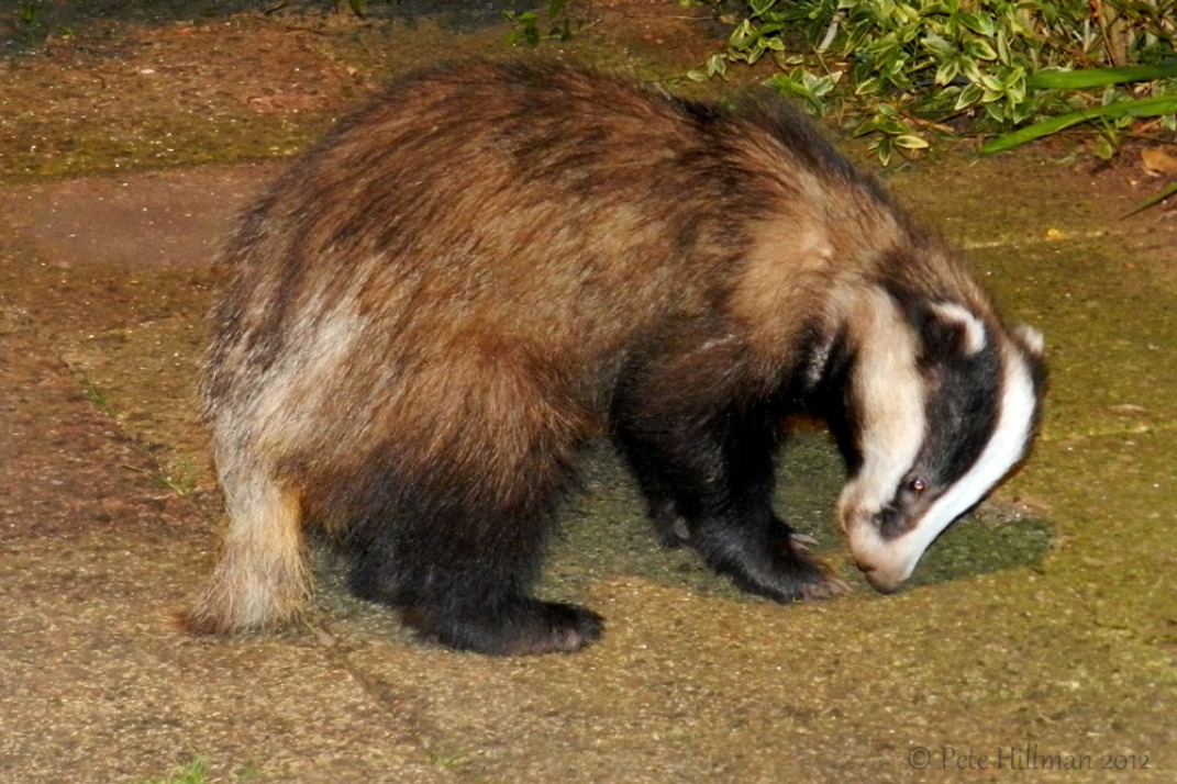 European Badger (Meles meles)