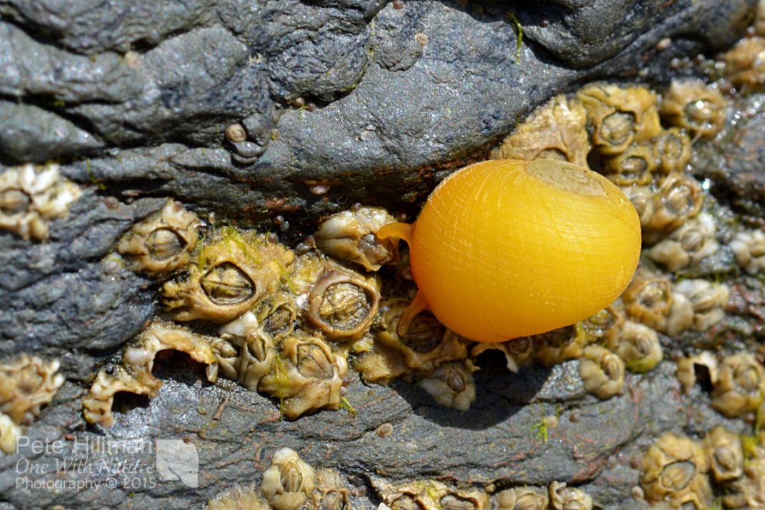 Flat Periwinkle (Littorina obtusata)