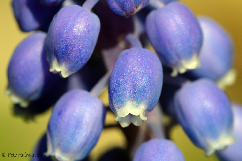 Grape Hyacinth (Muscari armeniacum)