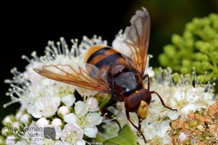 Hornet Hoverfly Volucella zonaria