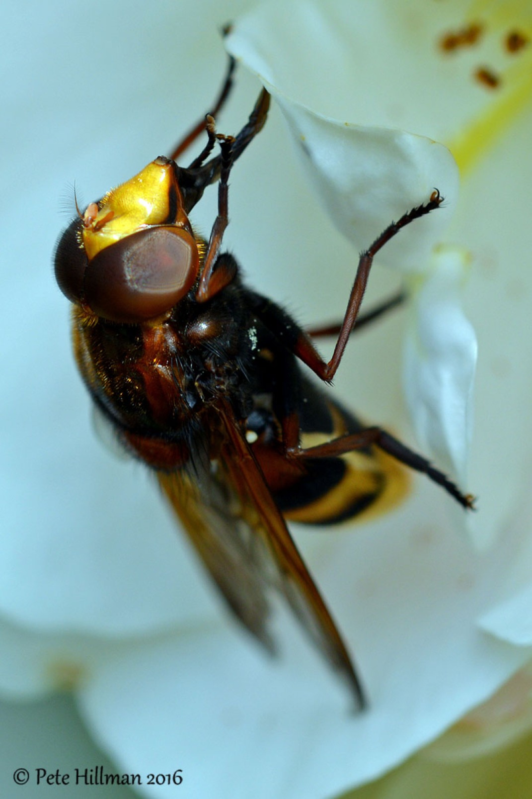 Hornet Hoverfly (Volucella zonaria)