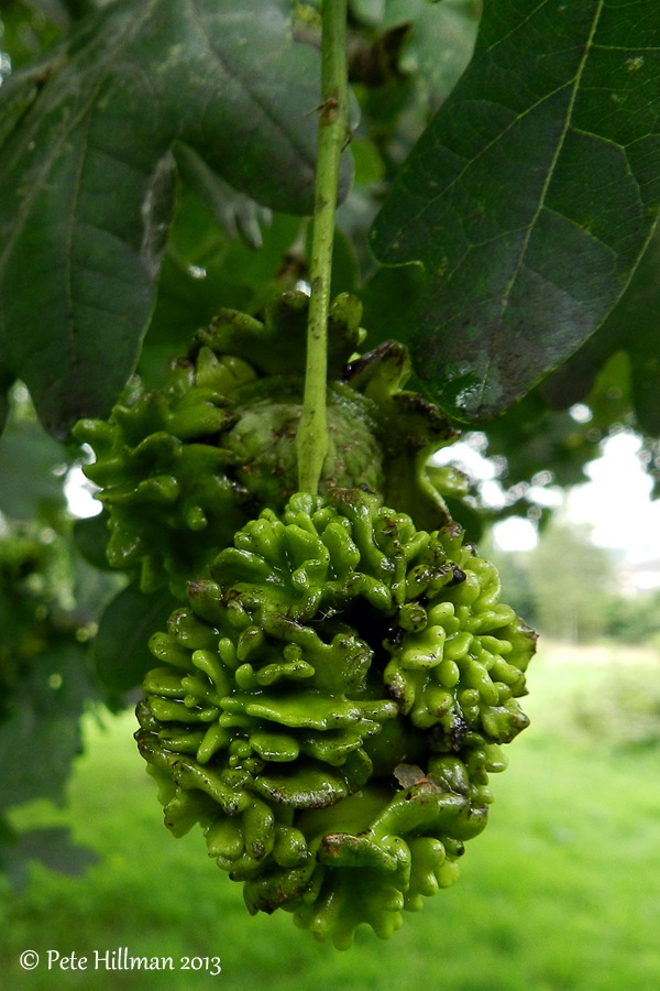 Knopper Gall (Andricus quercuscalicis)