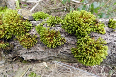 Wood Bristle-moss Orthotrichum affine