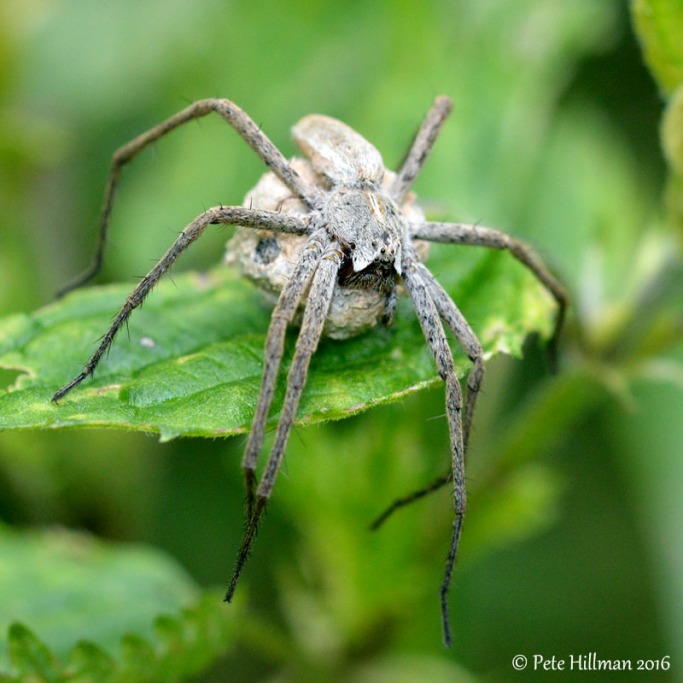 Nursery Web Spider (Pisaura mirabilis) female with egg ball