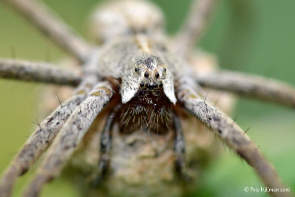 Nursery Web Spider (Pisaura mirabilis) female