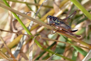 Roesel's Bush-cricket (Metrioptera roeselii)