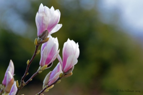 Saucer Magnolia (Magnolia × soulangeana)