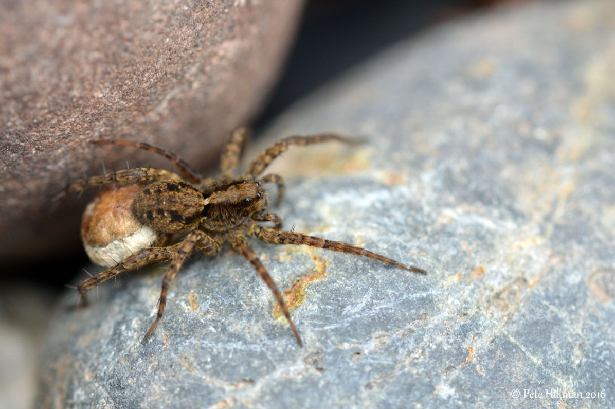 Spotted Wolf Spider (Pardosa amentata) female with egg sac