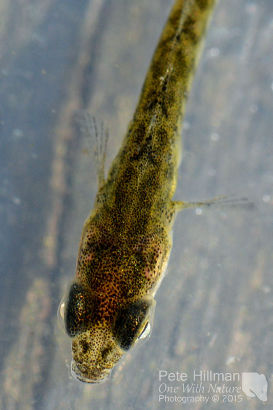 Three-spined Stickleback Gasterosteus aculeatus