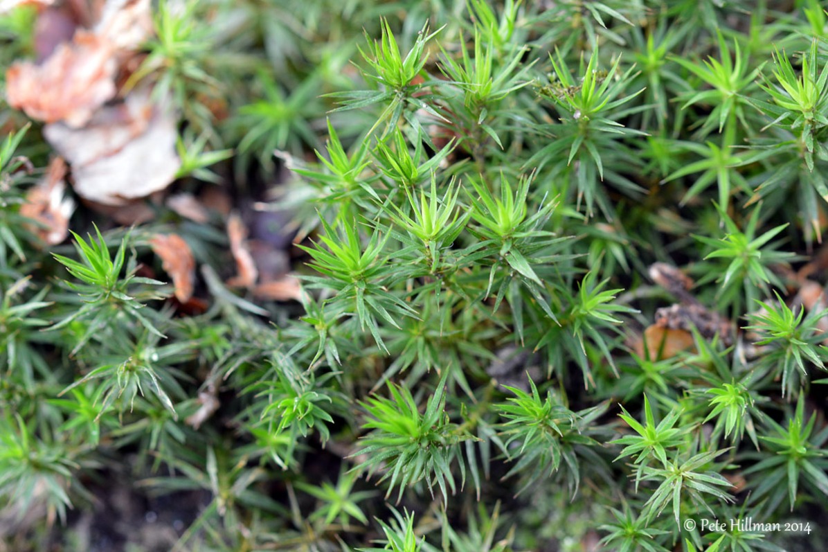 Bank Haircap Moss (Polytrichum formosum)