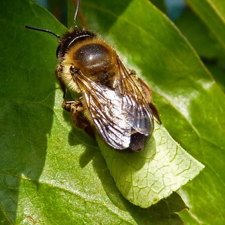 Megachile sp.