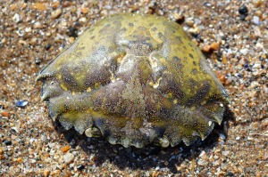 Common Shore Crab (Carcinus maenas) carapace