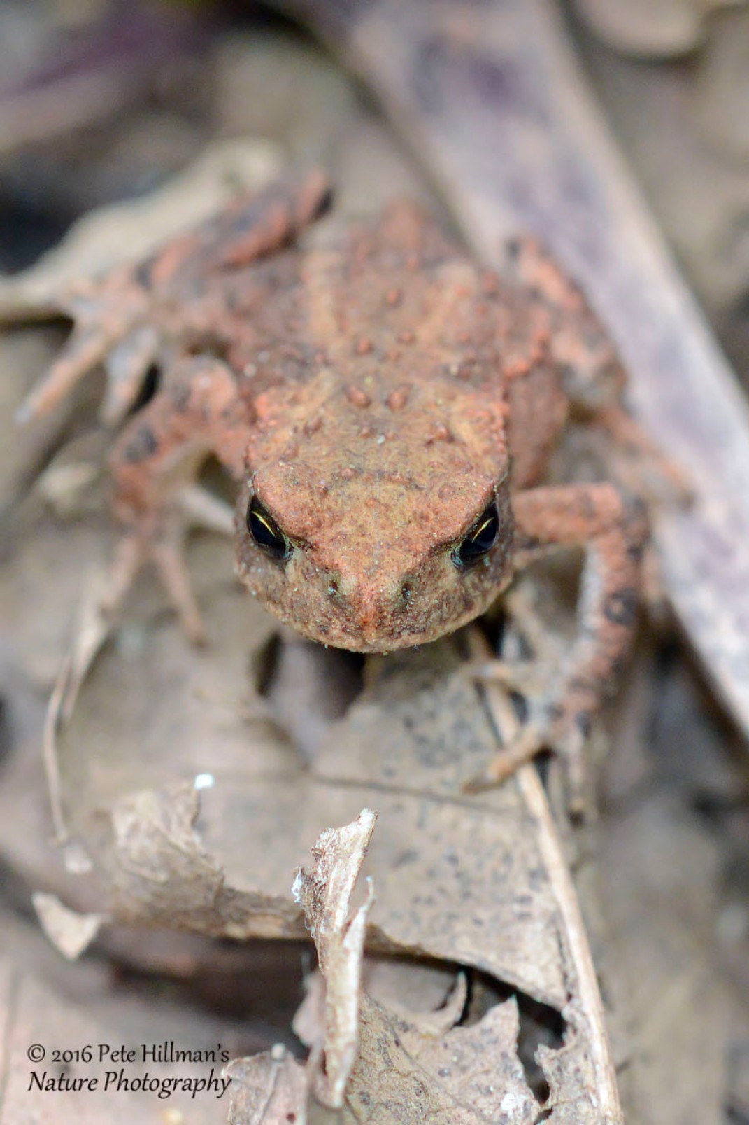 Common Toad (Bufo bufo) toadlet