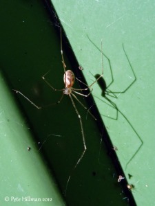 Daddy Long-legs Spider (Pholcus phalangioides)