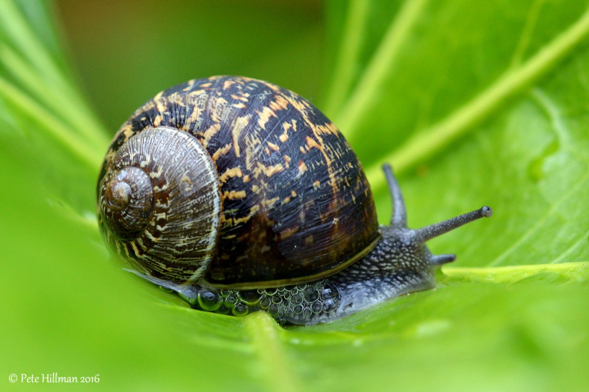 Garden Snail (Cornu aspersum)