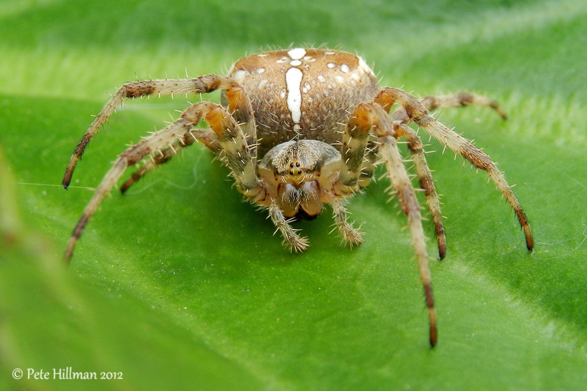Garden Spider (Araneus diadematus) female