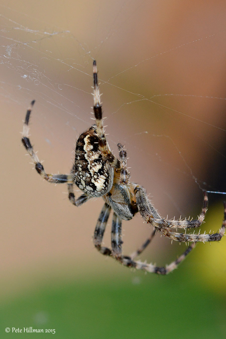 Garden Spider (Araneus diadematus) female