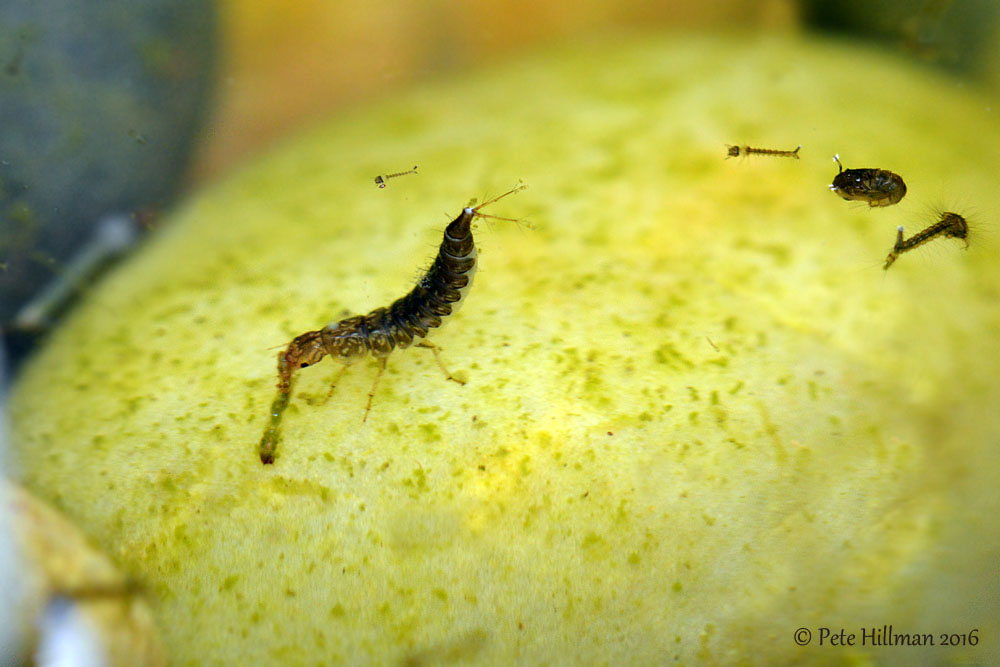 Great Diving Beetle (Dytiscus Marginalis) larva