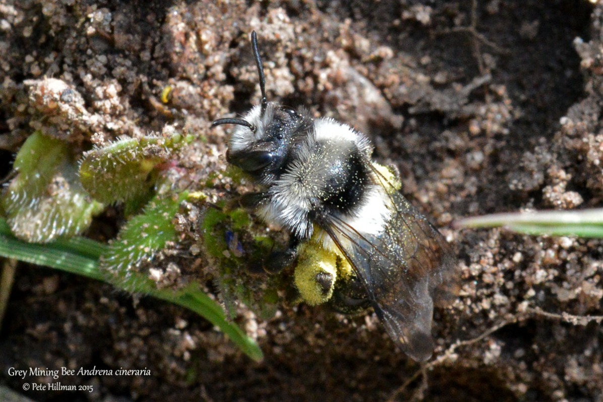 Grey Mining Bee (Andrena cineraria) female