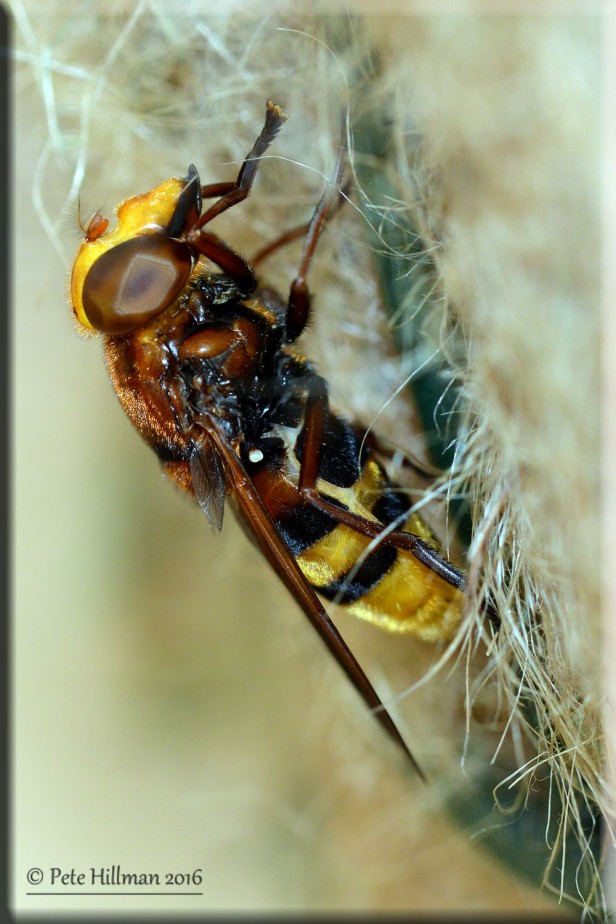 Hornet Hoverfly (Volucella zonaria)
