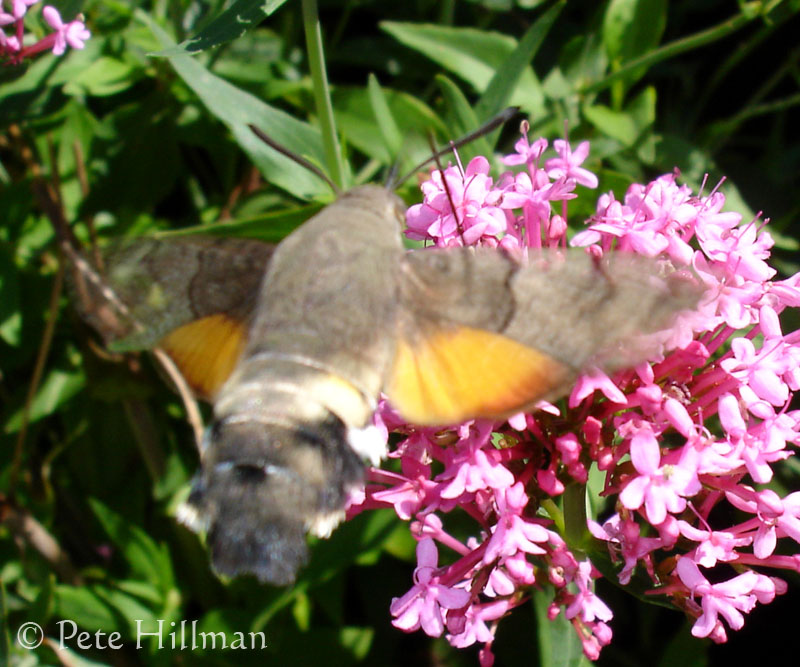 Hummingbird Hawkmoth (Macroglossum stellatarum)