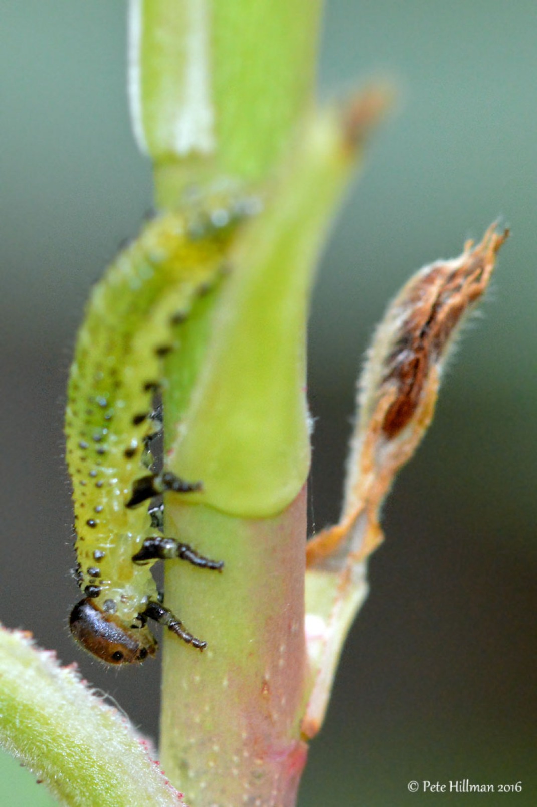 Large Rose Sawfly (Arge pagana) larva