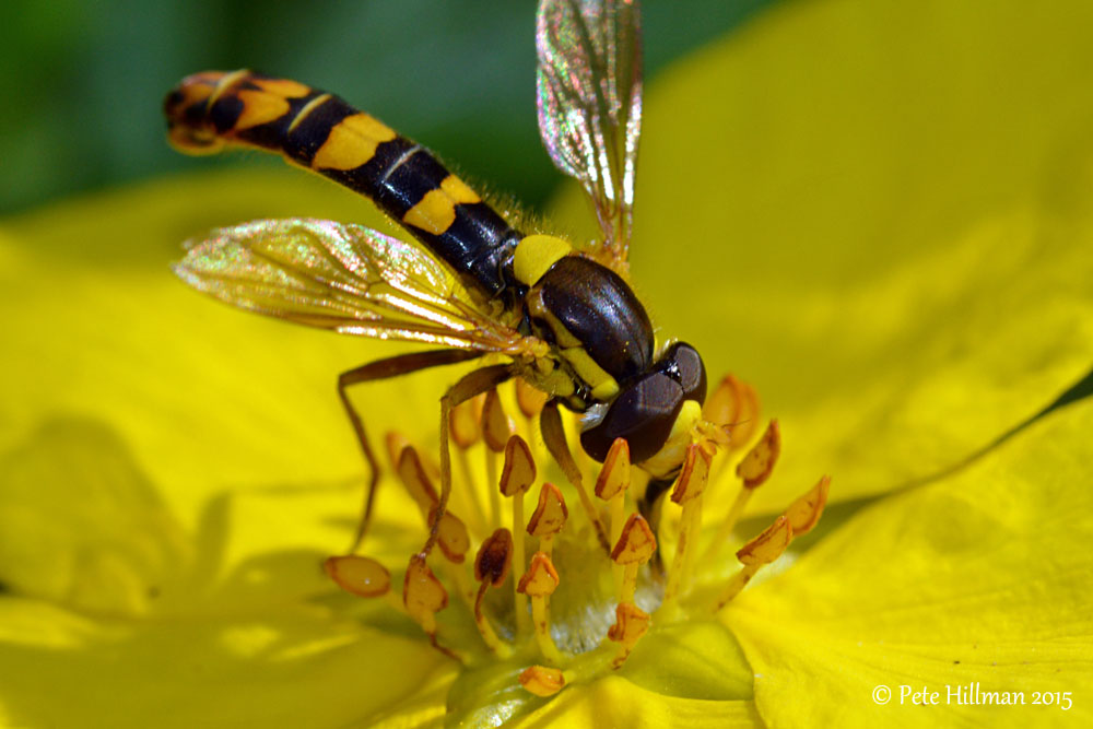 Long Hoverfly (Sphaerophoria scripta) male