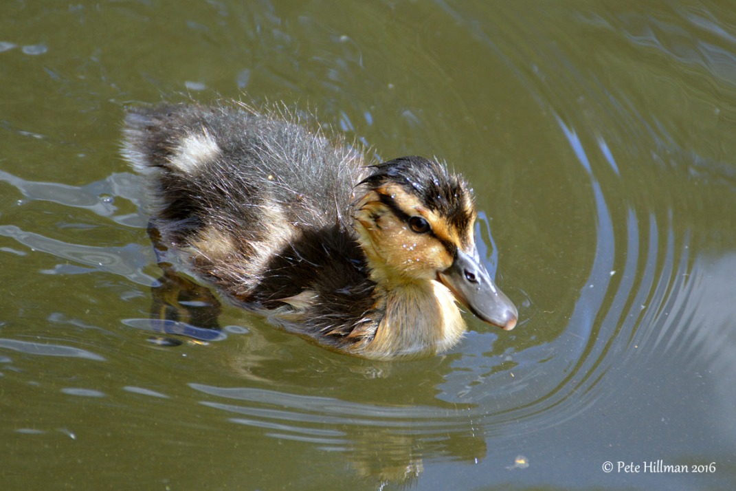 Mallard (Anas platyrhynchos) duckling