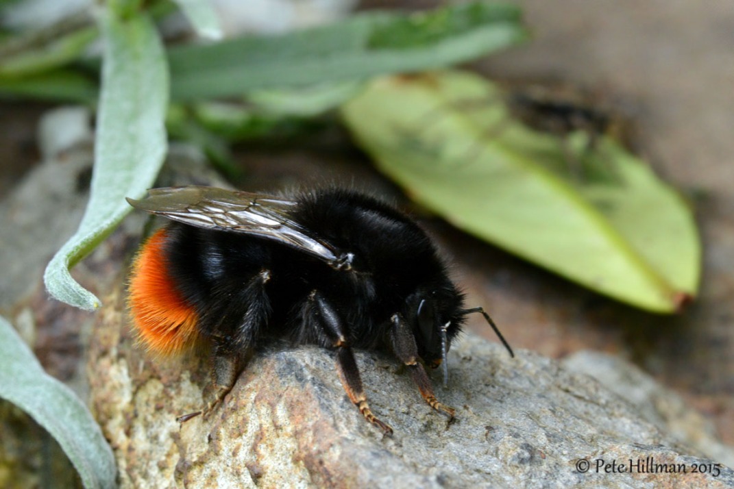 Red-tailed Bumblebee (Bombus lapidarius)