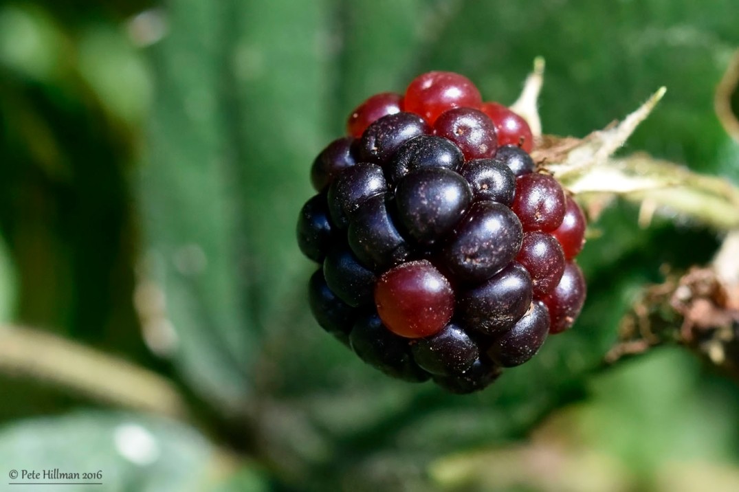 Bramble (Rubus fruticosus) berry