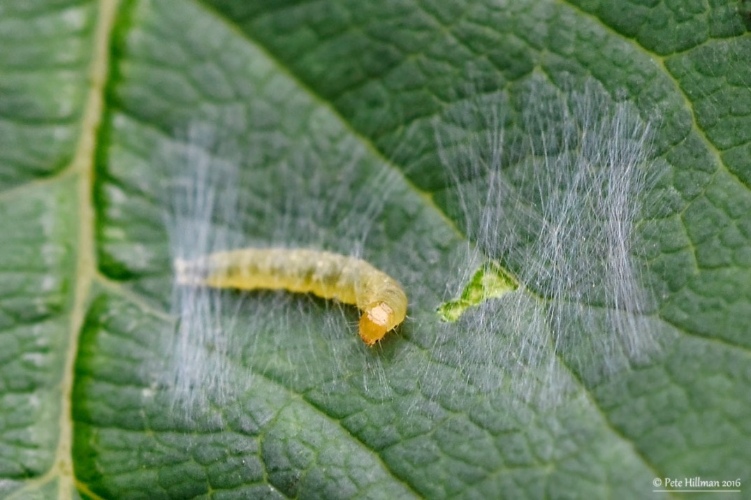 Caterpillar Spinning Silk