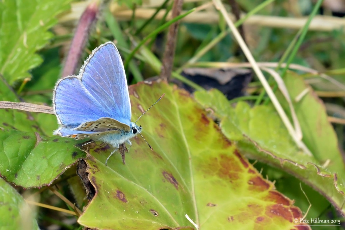 Common Blue (Polyommatus icarus) male