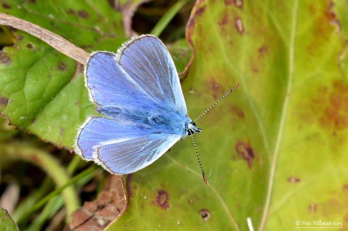 Common Blue (Polyommatus icarus) male