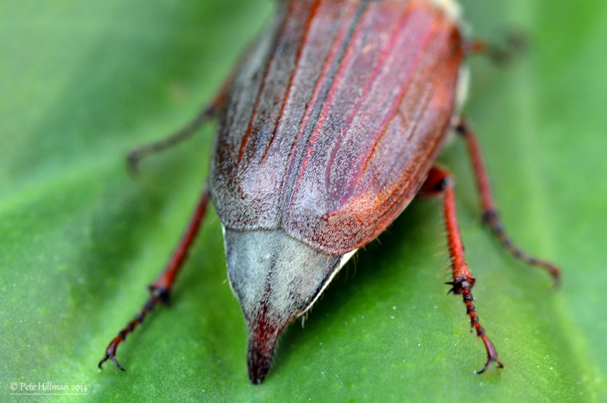 Common Cockchafer (Melolontha melolontha)