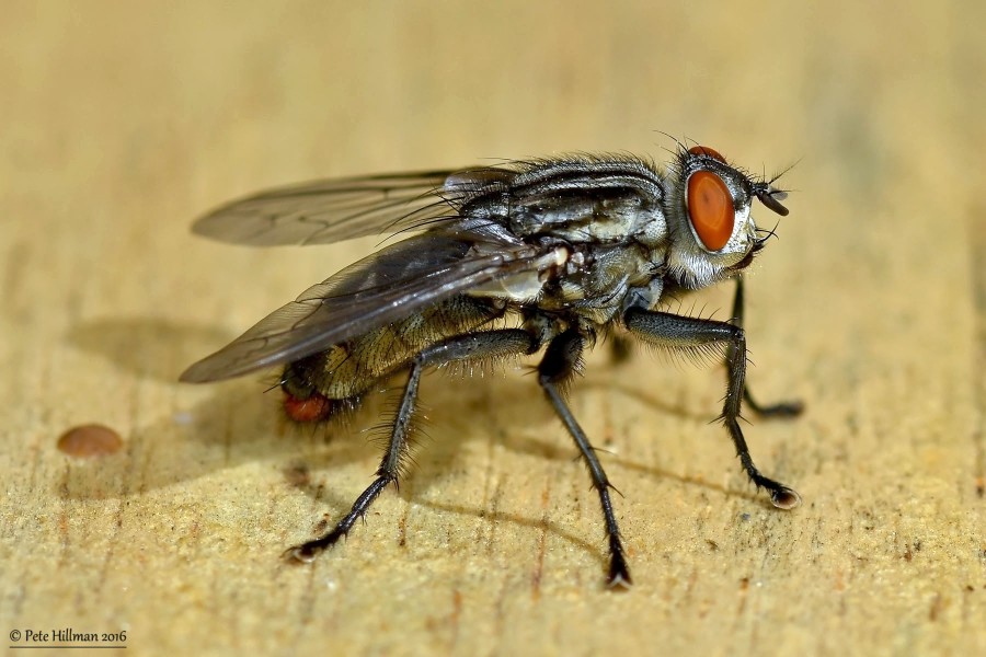 Flesh Fly Sarcophaga species