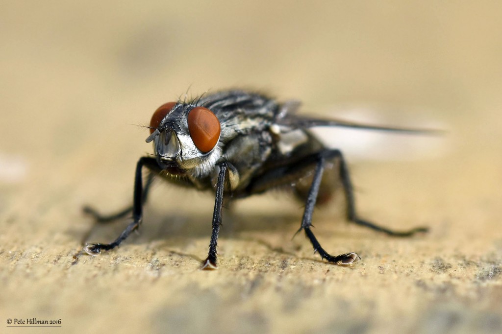 Flesh Fly Sarcophaga species