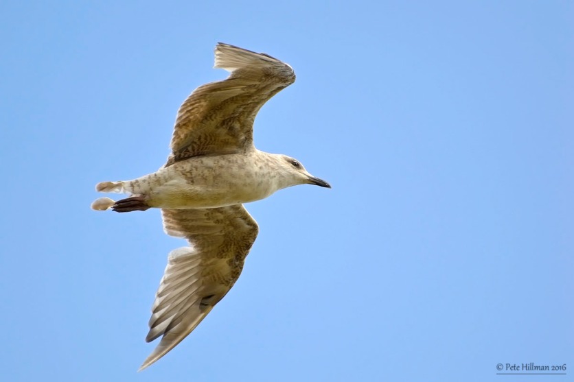 Herring Gull (Larus argentatus) juvenile