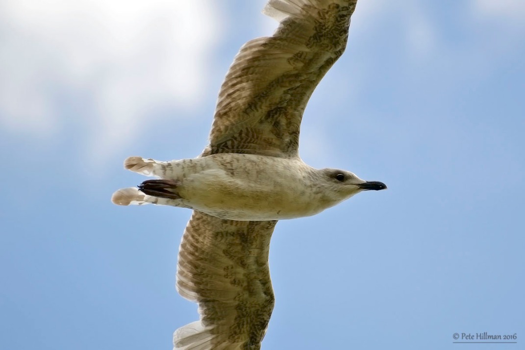 Herring Gull (Larus argentatus) juvenile