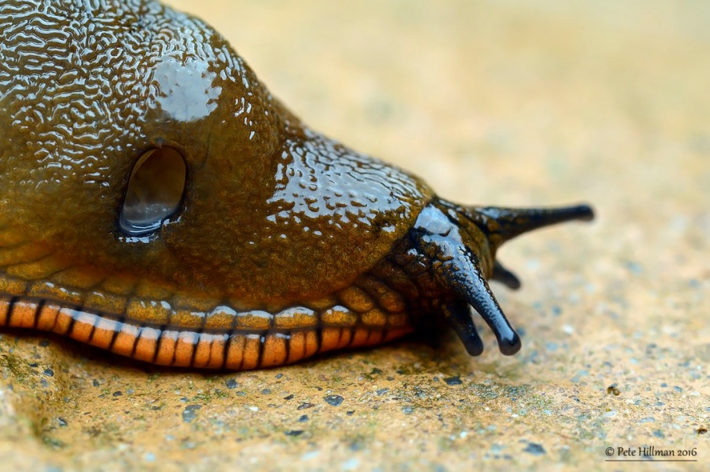 Large Red Slug (Arion (Arion) rufus)