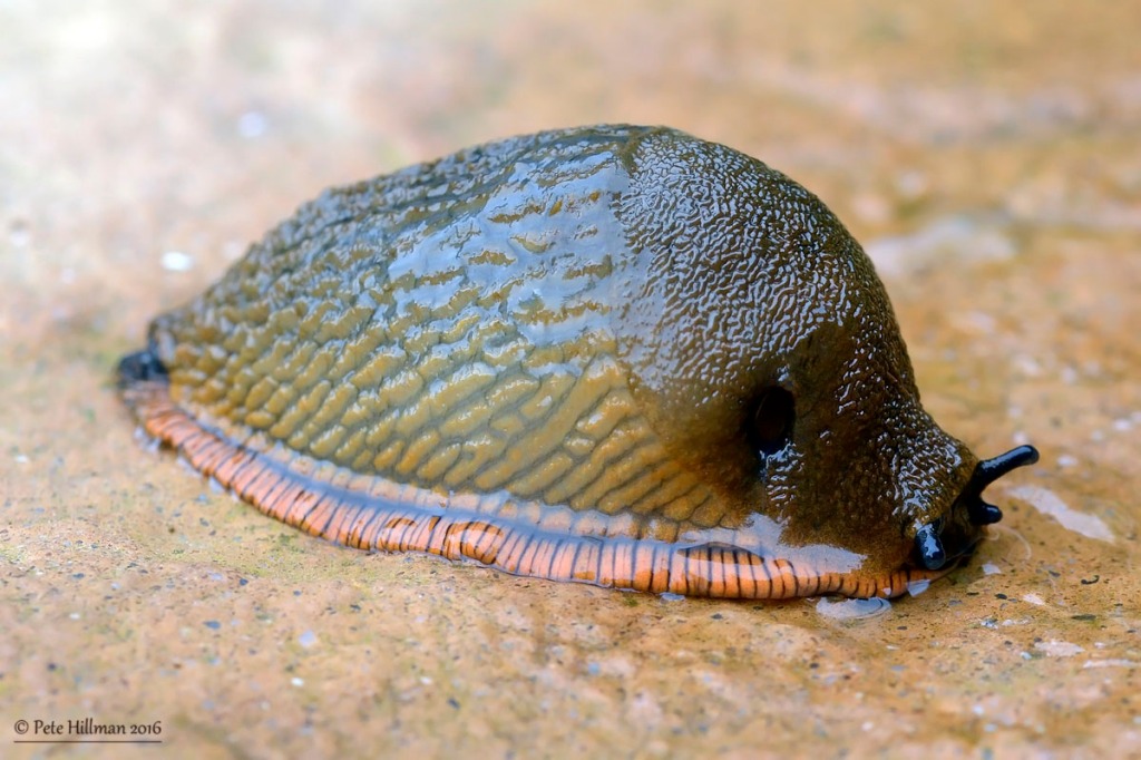 Large Red Slug (Arion (Arion) rufus)