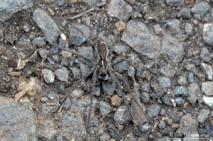 Nursery Web Spider Pisuara mirabilis