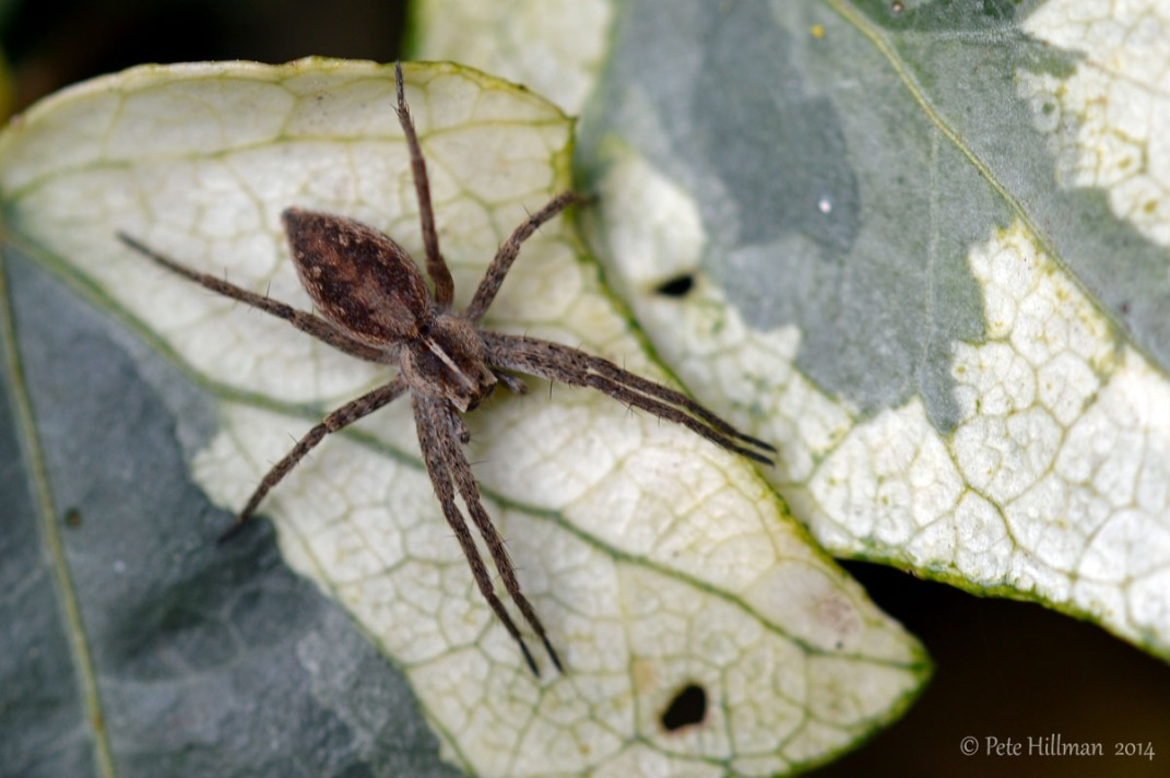 Nursery Web Spider Pisuara mirabilis