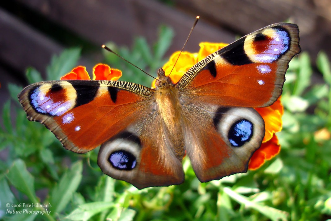 Peacock Butterfly (Inachis io)