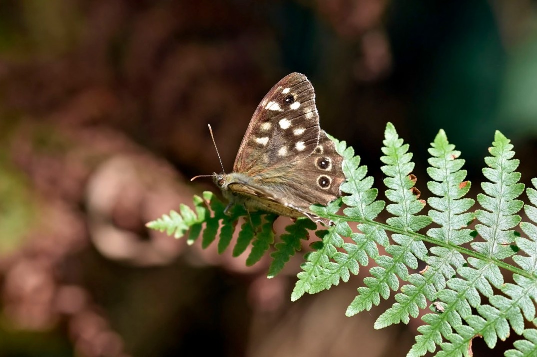 Speckled Wood  (Pararge aegeria)